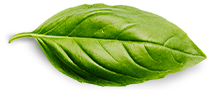 Basil Leaf 5